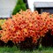 12PCS Artificial Flowers – UV-Resistant Daffodil & Greenery Bundles for Indoor & Outdoor Home, Garden, Patio, Hanging Planters (Orange)